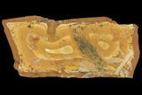 Fossil Fish (Leptolepis) - New South Wales, Australia #162479-1